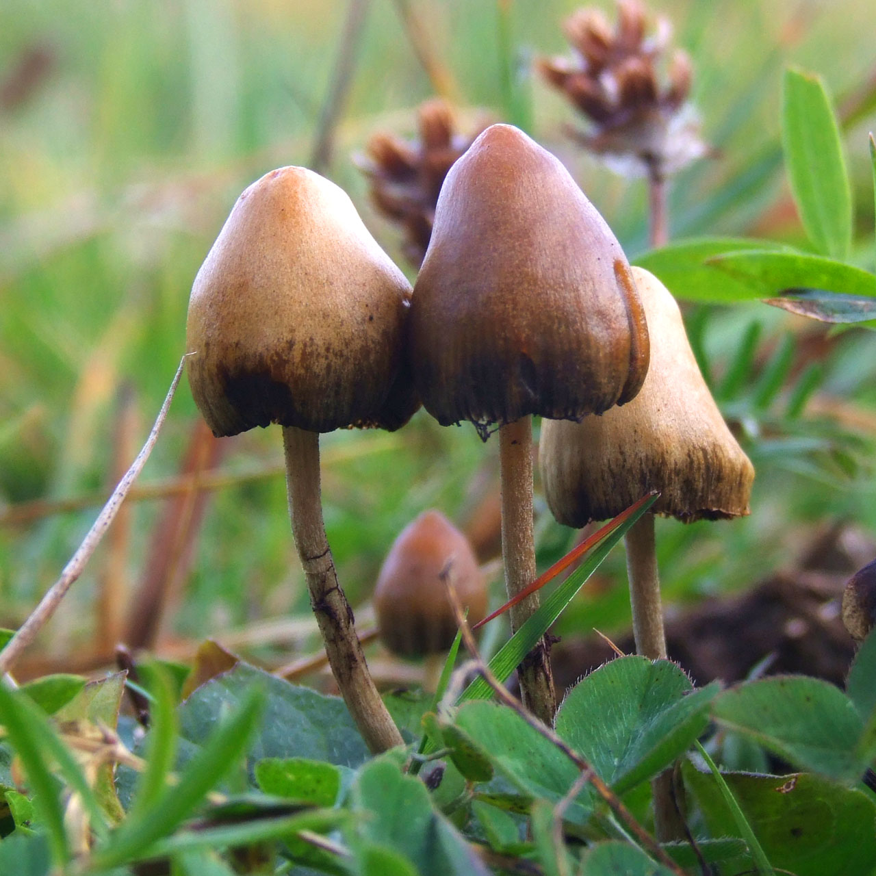  Magic Mushrooms